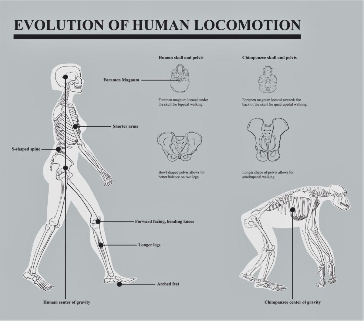 Educational Resources | Maxwell Museum